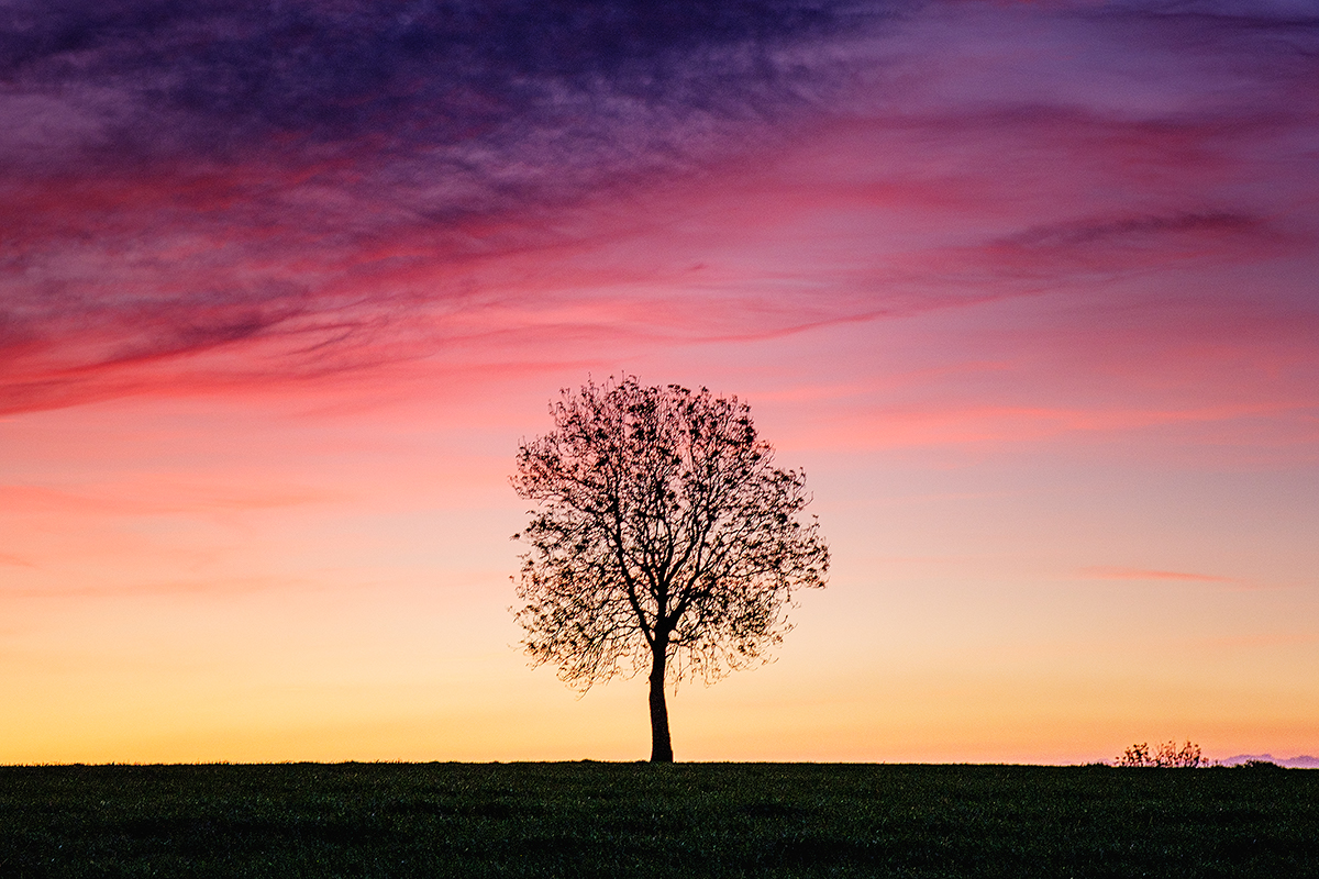 POTY5_a-tree-at-dawn_David_Wright