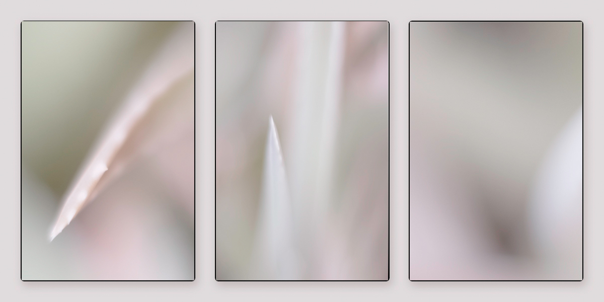 POTY21_PDI_aloe-vera-triptych_DWright_Principal