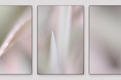 POTY21_PDI_aloe-vera-triptych_DWright_Principal