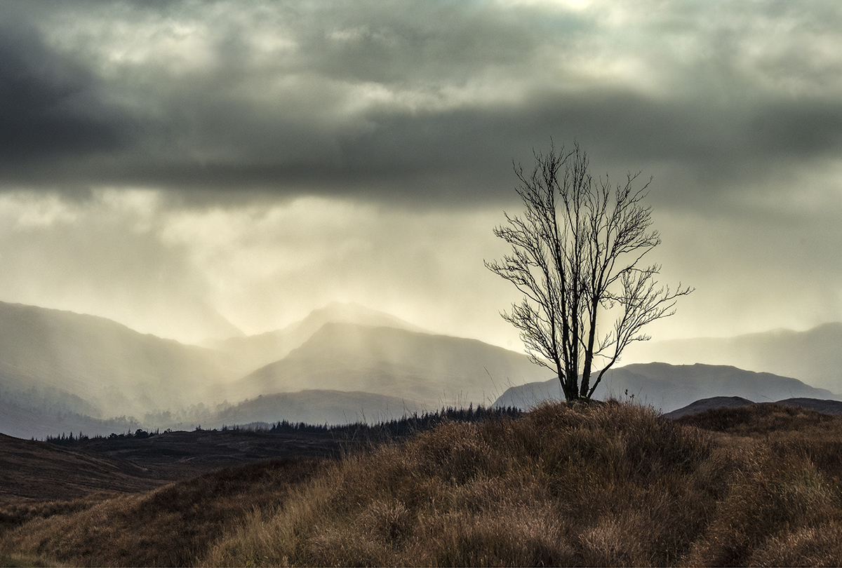 Lone tree in the Trossachs, Scotland
