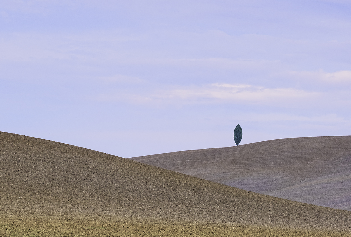 Cypress tree in Val d’Orcia, Tuscany